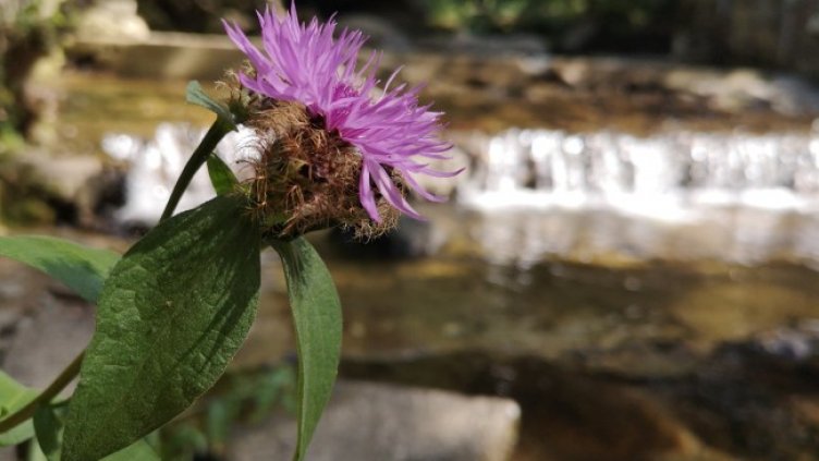 Снимка: архив, БГНЕС