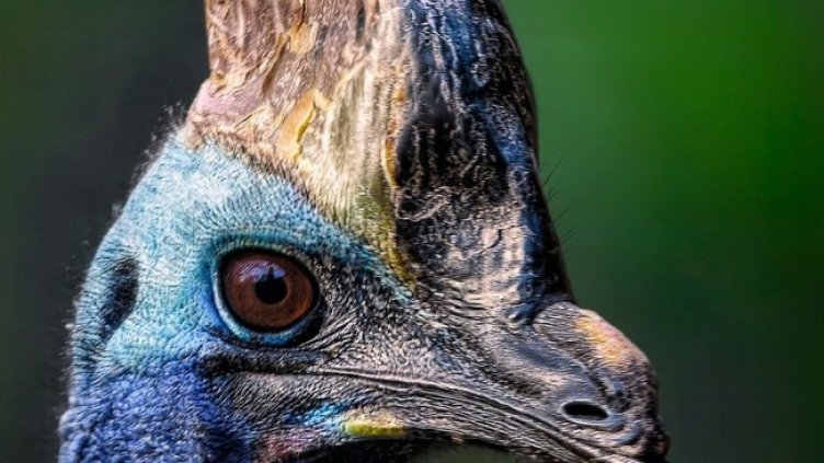 Снимка: Pixabay