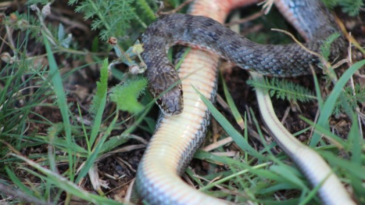 Снимка БГНЕС