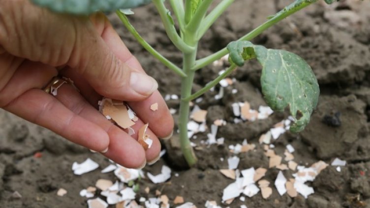 Снимка: Istock