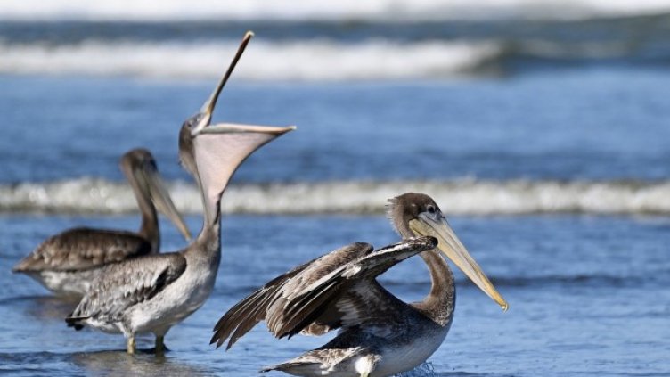 Снимка: Rick Wunderle от Pixabay