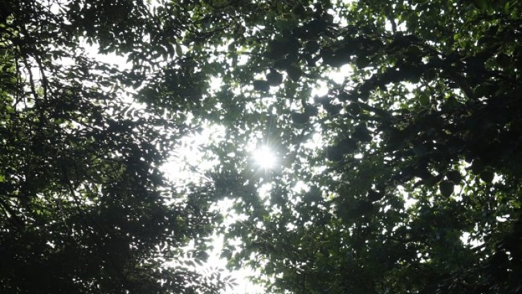 Снимка: архив, БГНЕС