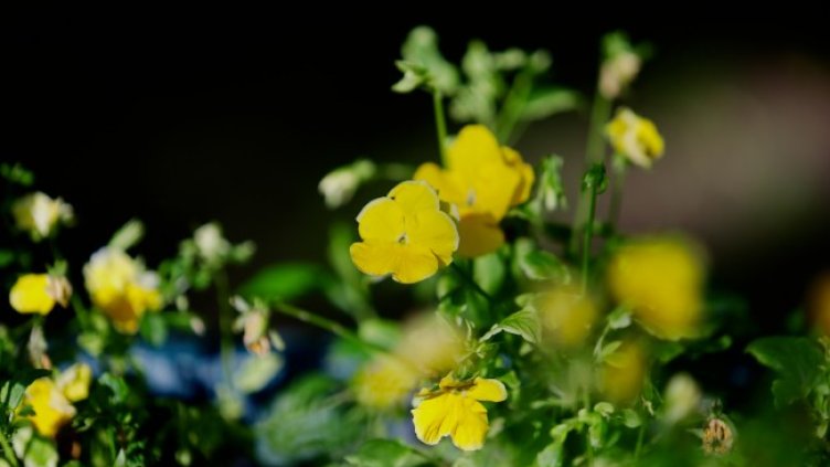 Снимка: архив, БГНЕС