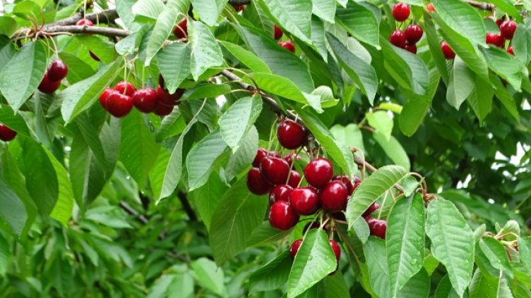 Снимка: архив, БГНЕС