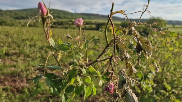 Снимка: архив, БГНЕС