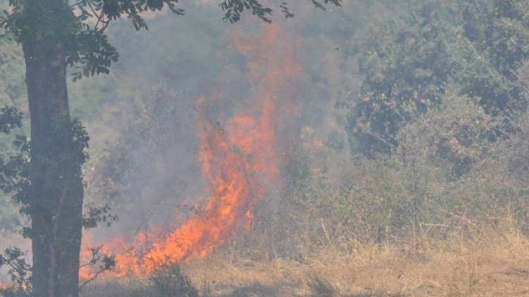 Снимка: БГНЕС, архив
