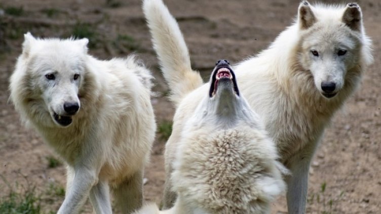 Снимка: Pixabay