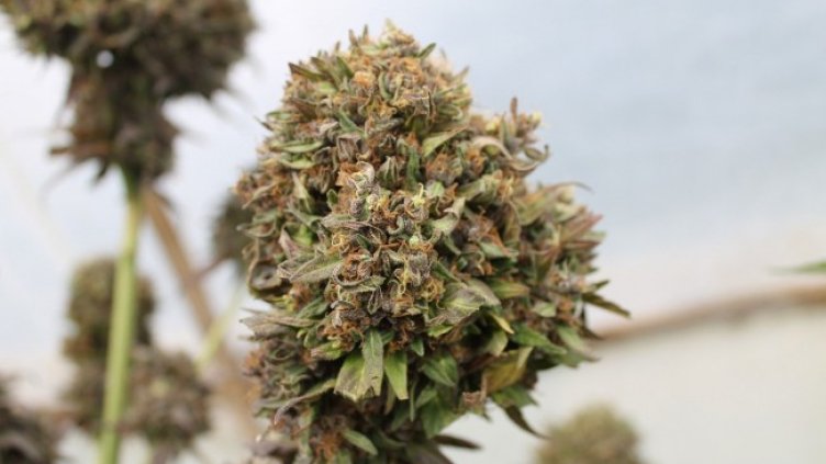 Снимка: Pixabay