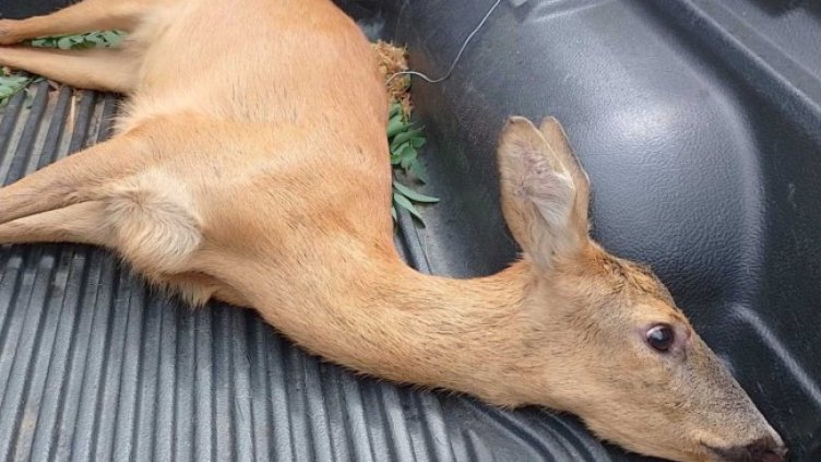 Снимка: ЮЗДП