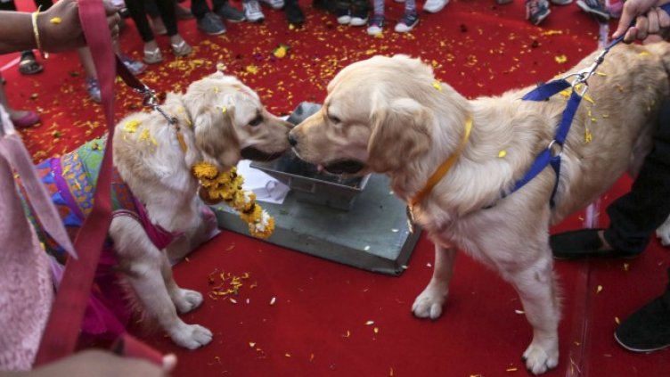 Снимка: архив, БГНЕС