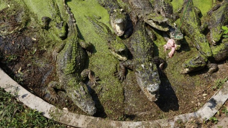 Снимка БГНЕС