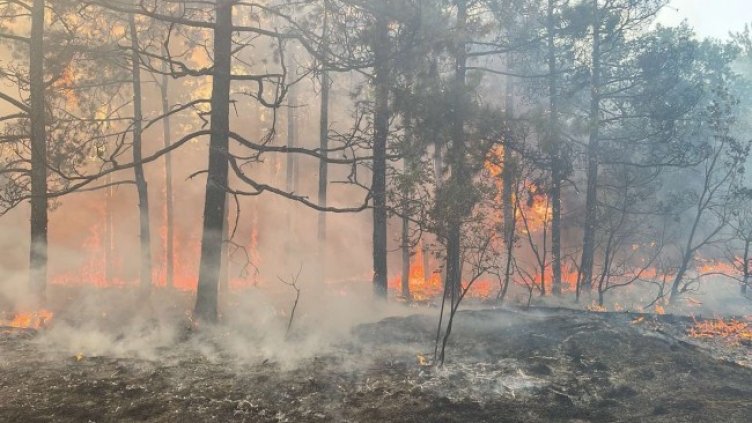 Снимка: БГНЕС