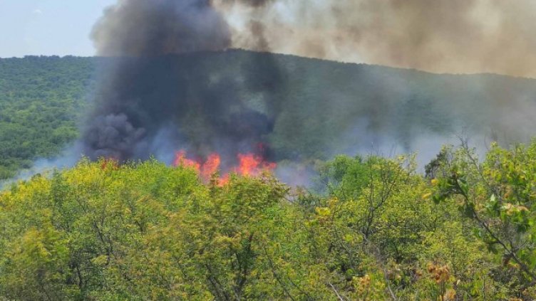 Снимка: БГНЕС