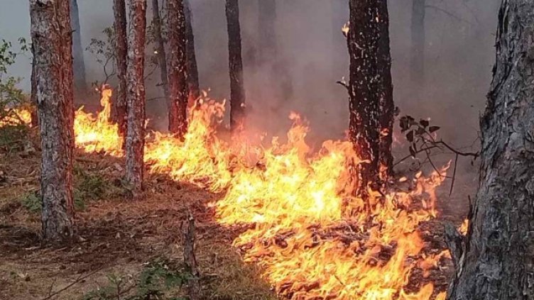 Снимка: БГНЕС