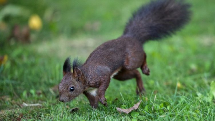 Снимка БГНЕС