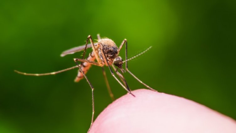 Снимка: Istock