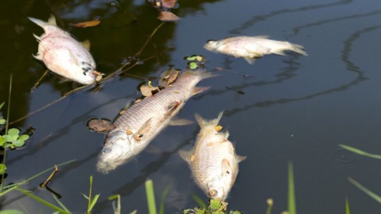 Снимка РИОСВ