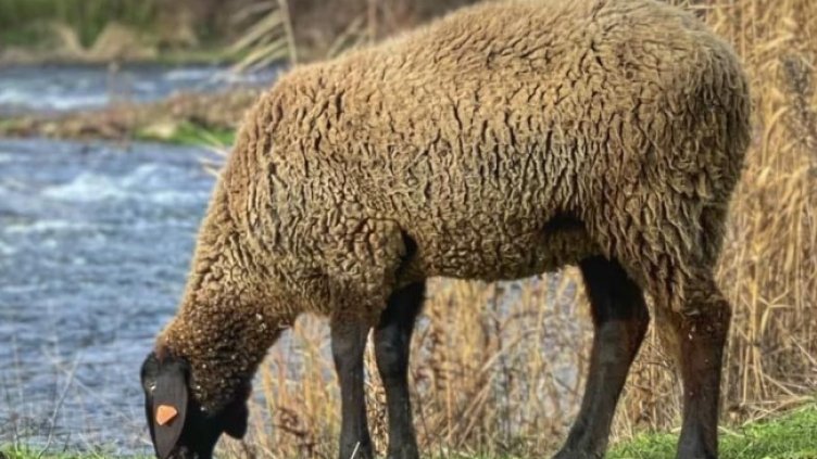 Снимка БГНЕС, архив