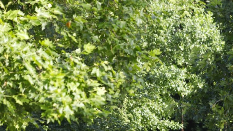 Снимка: архив, БГНЕС