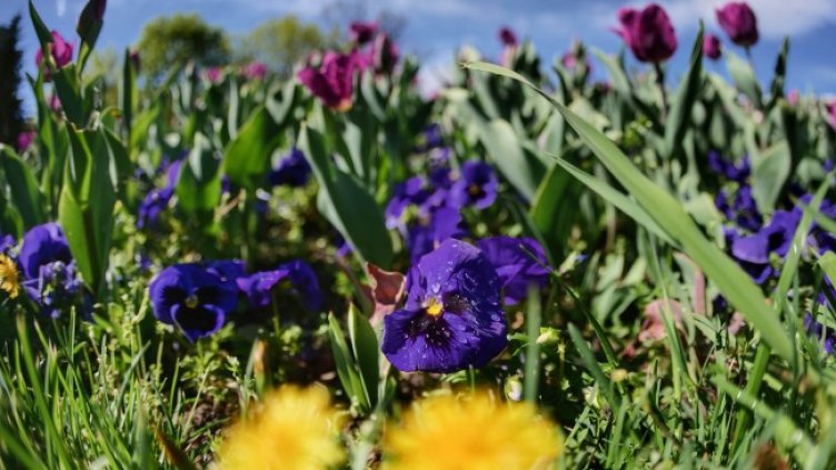 Снимка: Димитър Кьосемарлиев, Dnes.bg