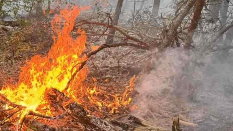 Снимка: архив, БГНЕС