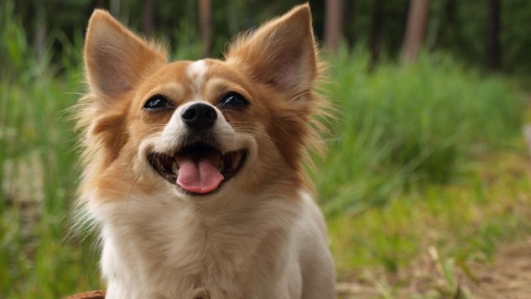 Снимка БГНЕС