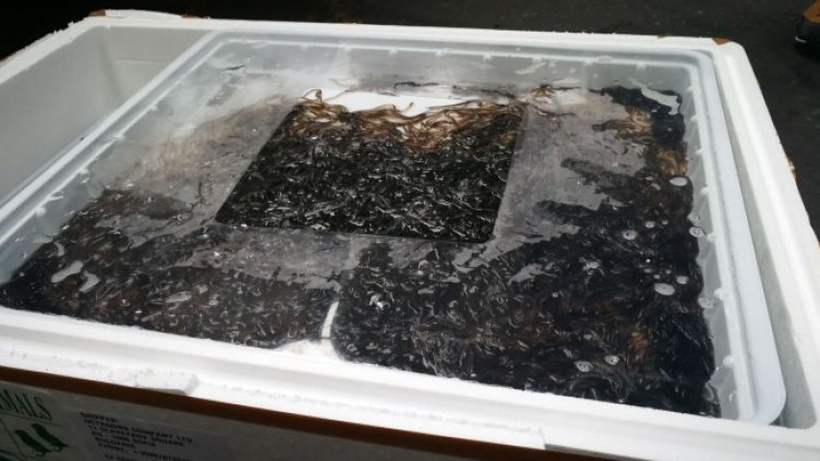 Снимка: БГНЕС