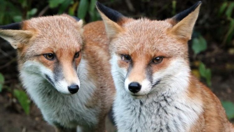 Снимка: Pixabay