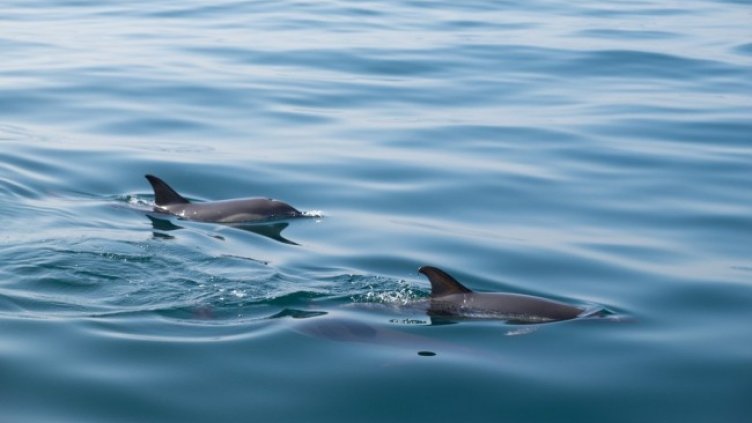 Снимка: Pixabay