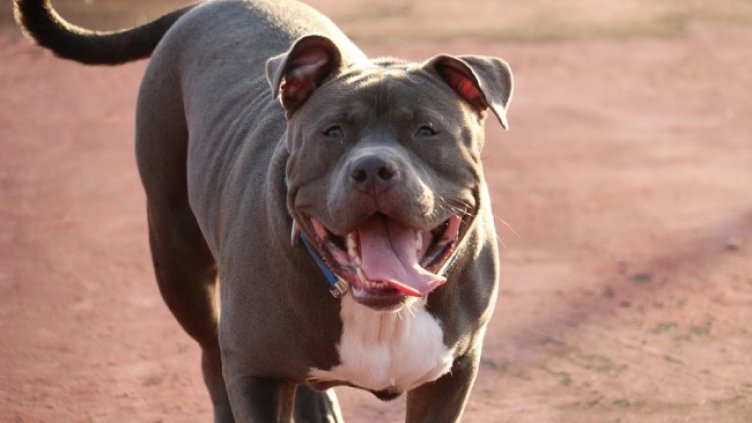 Снимка: Pixabay