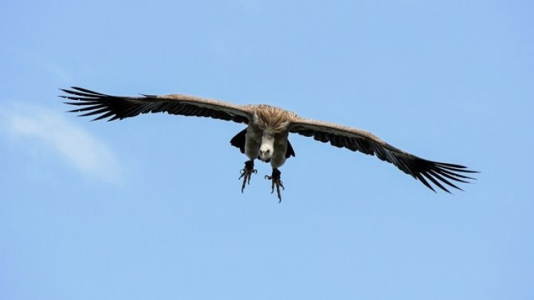 Снимка: Pixabay