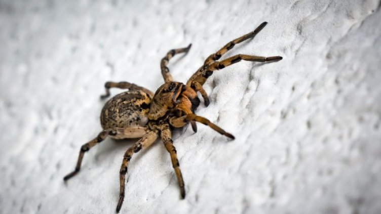 Снимка: Pixabay