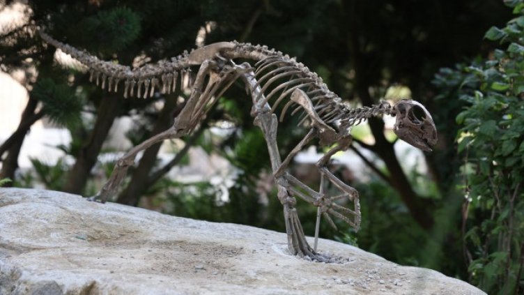 Снимка: архив, БГНЕС