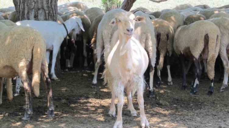 Снимка: архив, БГНЕС