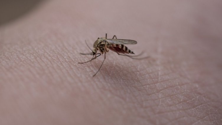 Снимка на Miku Aalto от Pixabay