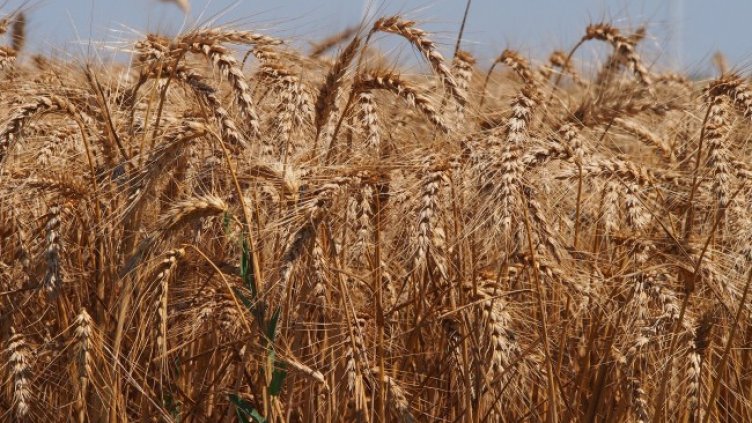 Снимка: БГНЕС, архив