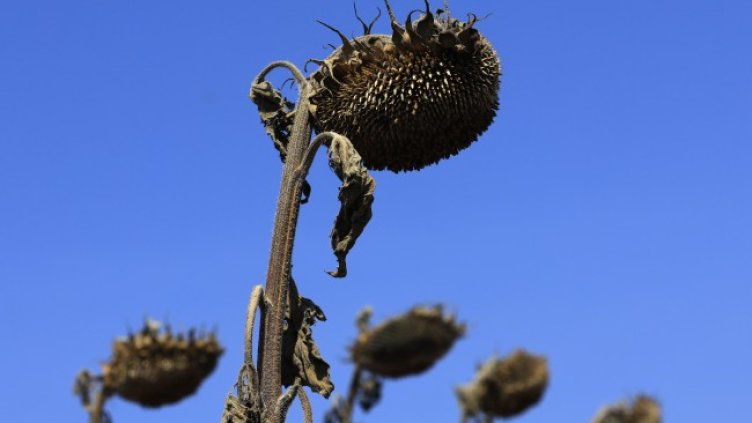 Снимка БГНЕС