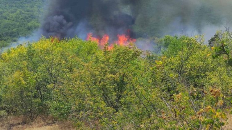 Снимка: БГНЕС