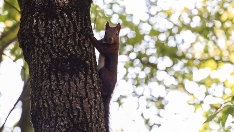 Снимка БГНЕС, архив