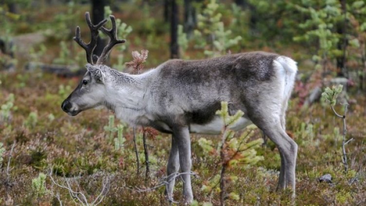 Снимка БГНЕС