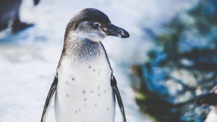 Снимка: Pixabay