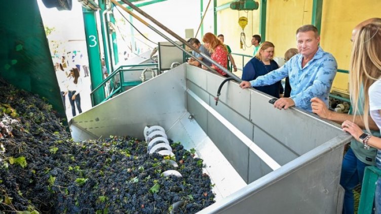 VP Brands International започна гроздобера, купи нови 1000 дка лозя