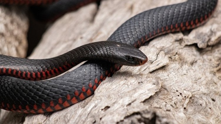 Снимка Пиксабей