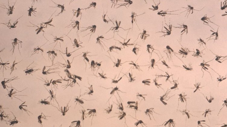 Снимка: архив, БГНЕС