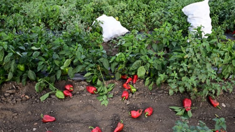 Снимка: архив, БГНЕС