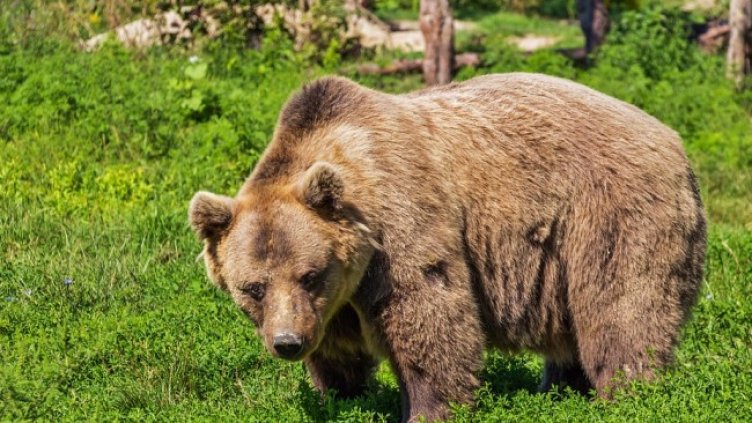 Снимка: Pixabay