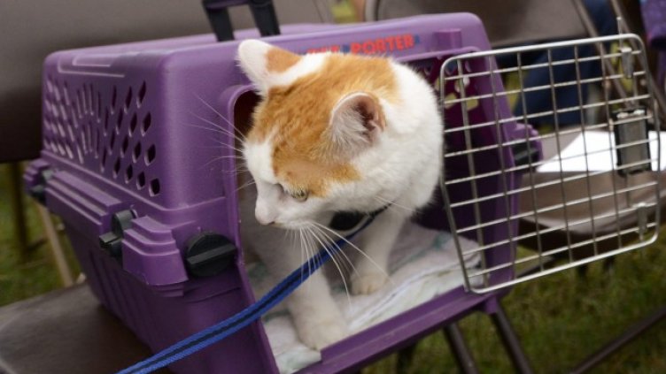 Снимка: архив, БГНЕС