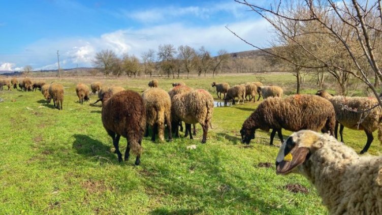 Снимка: БГНЕС