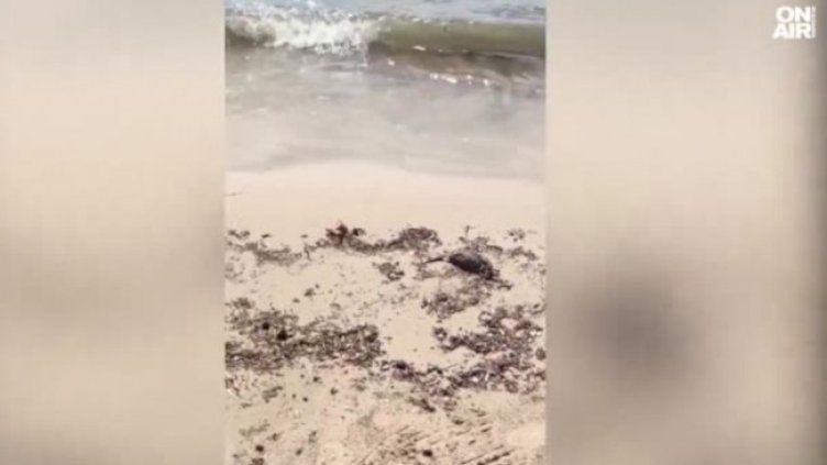 Снимка: Bulgaria ON AIR