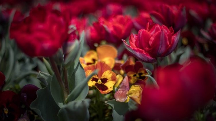 Снимка: Димитър Кьосемарлиев, Dnes.bg